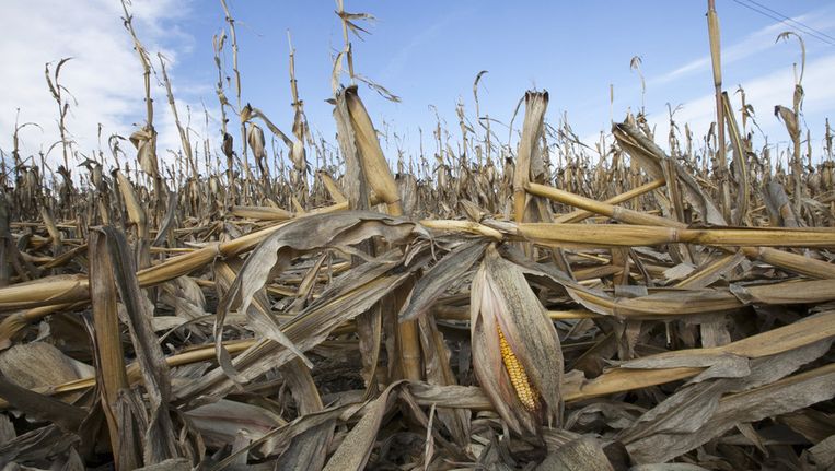 Een droog maïsveld in de Verenigde Staten. Beeld ap
