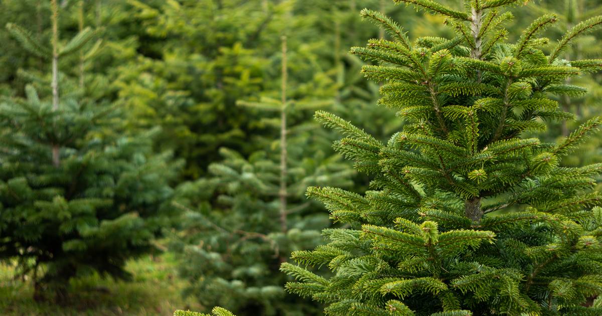 Hoogzomer maar kweker moet binnen twee weken veld met kerstbomen rooien