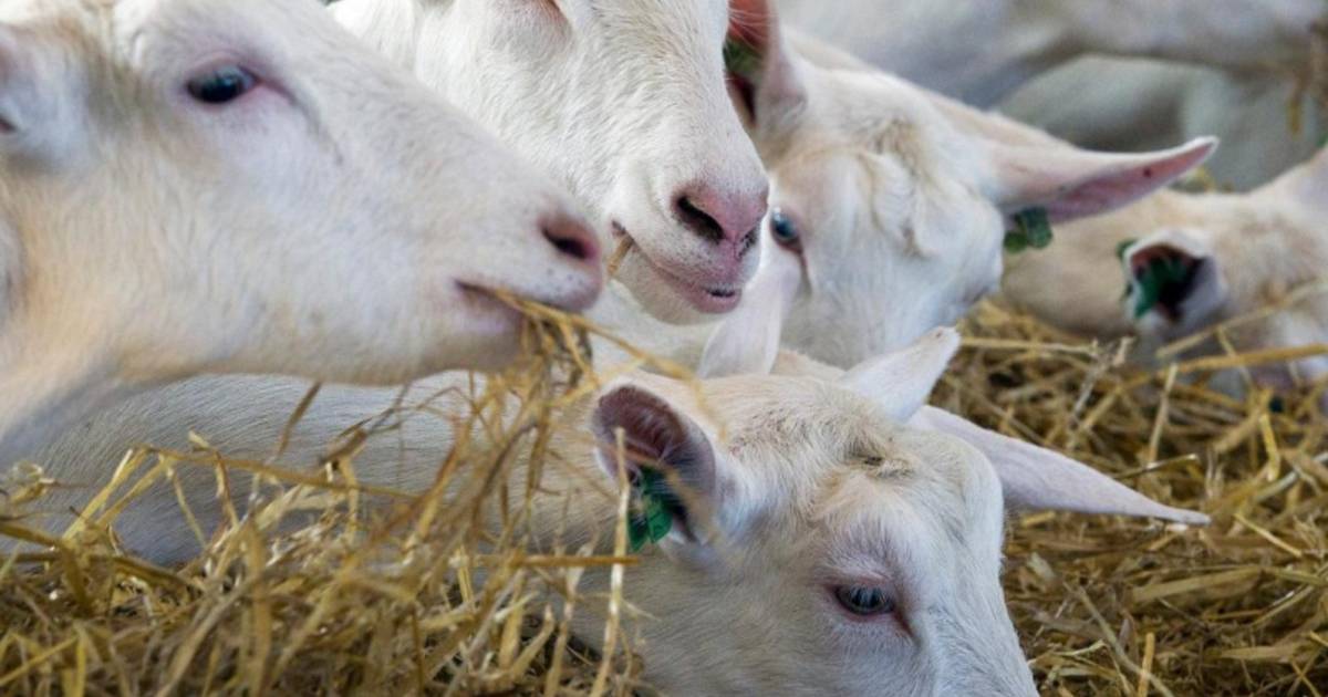 Geitenhouderij Radewijk mag verdubbelen zonder milieurapportage | Hardenberg