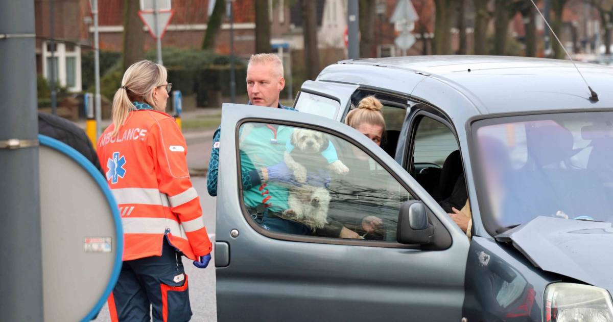 Automobiliste gewond bij harde botsing in Waalwijk, hondje komt met de schrik vrij.