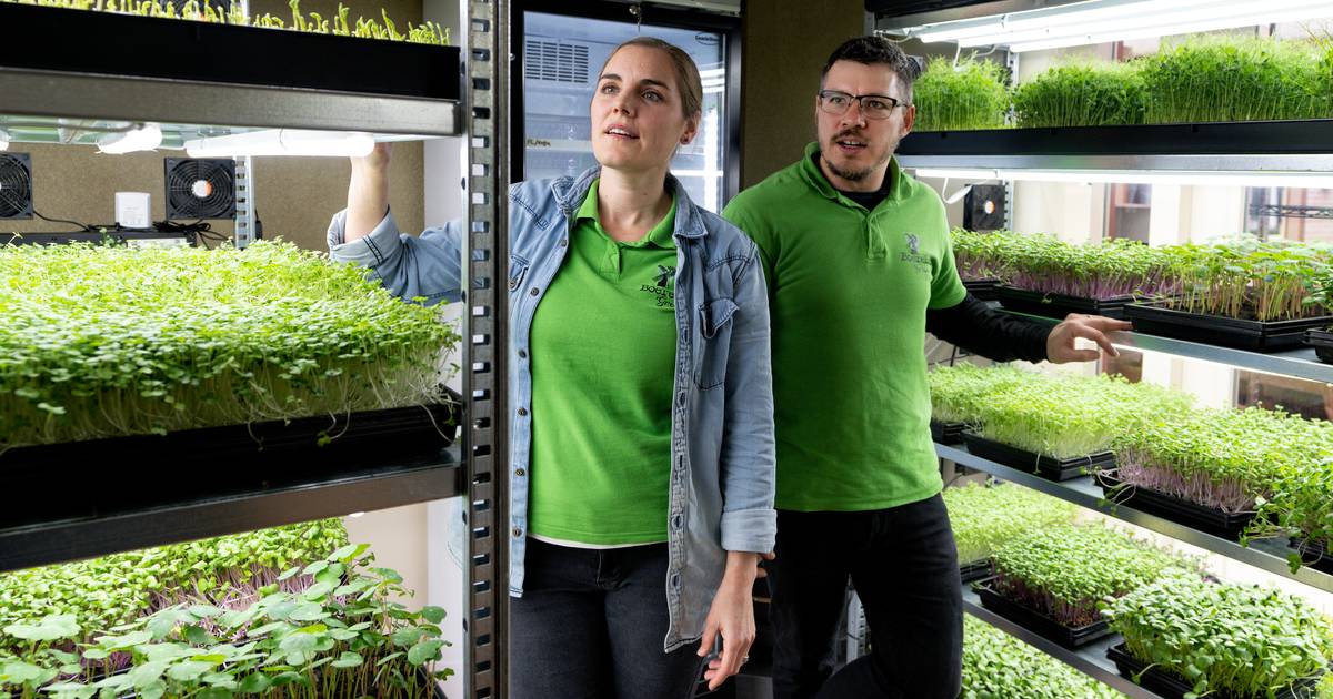 Jeanine en Waldemar uit Nederhemert proberen de hele regio aan de microgroenten te krijgen