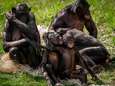 <br>ZOO Planckendael voert onderzoek naar gedrag van bonobo’s: “Ik heb meststalen in alle kleuren van de regenboog”<br><br><br>