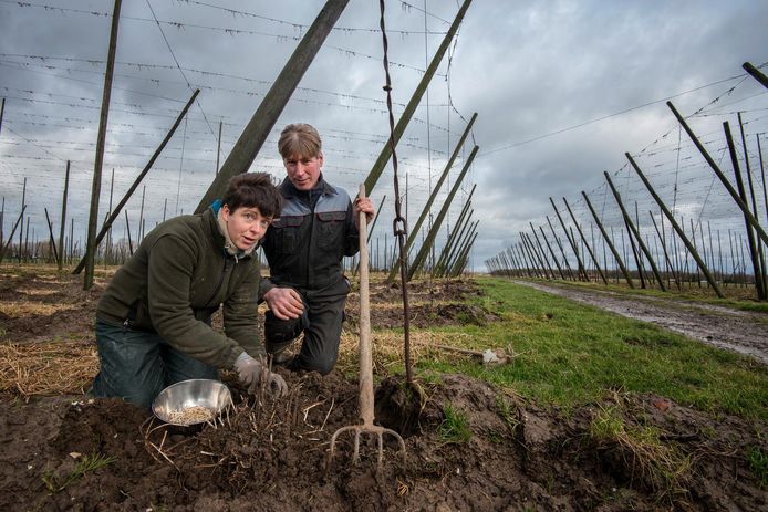 Wout en Benedikte van hopboerderij 't Hoppecruyt aan de slag met 'het witte goud'.