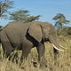 China onderschept enorme lading ivoor