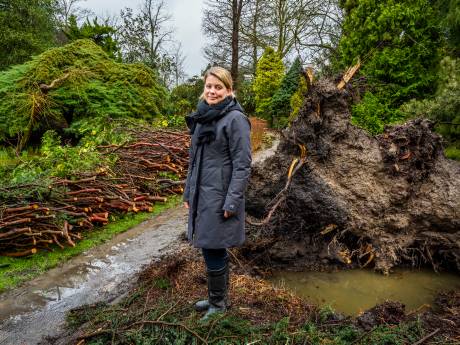 Eunice richt slagveld aan in Trompenburg, tientallen bijzondere bomen gesneuveld: ‘Dit kost ons duizenden euro's’
