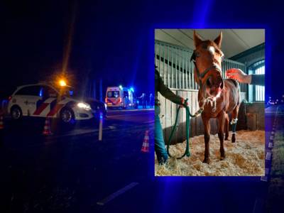 Vuurwerkgeknal joeg paard van Yuri en Ilonka de dood in: ‘Hoop dat ze ziek zijn van schuldgevoel’