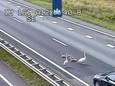 De zwanen op de A12 bij Zevenaar.