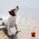 Waarschuwing: zó herken je een watervergiftiging bij je hond