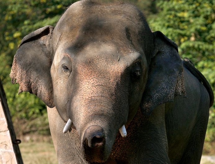 De olifant Kaavan wordt zondag naar Cambodja overgebracht.
