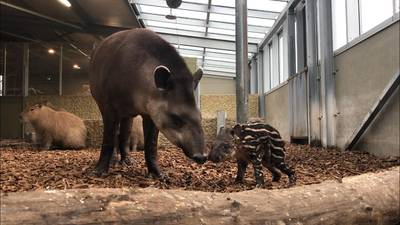Jonge tapir Yoep na half jaar overleden in dierentuin Volkel: hitte wordt beestje fataal