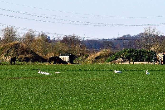 Knobbelzwanen in weiland rond de Moerstraatseweg doen zich tegoed aan jong ingezaaid gras.