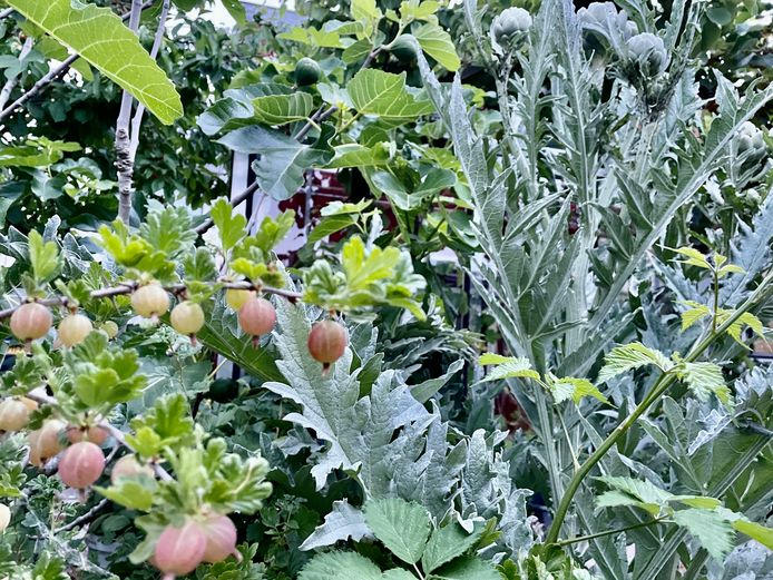 Yael Singer ‘Bij het aanleggen van een tuin moet de natuur het