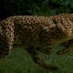 Cheetah in slow-motion
