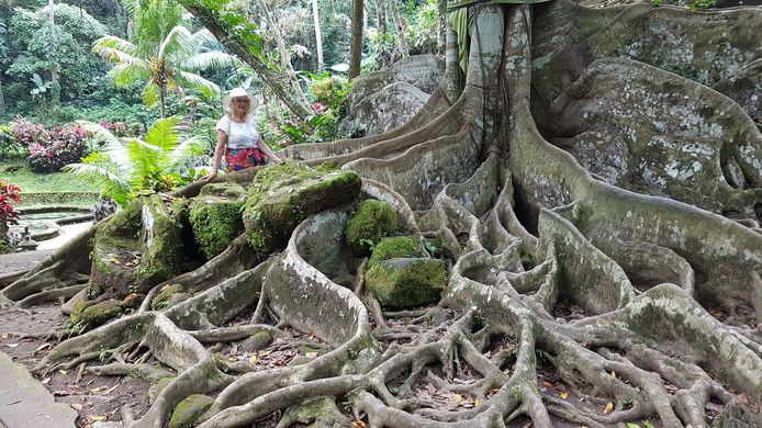 Een stokoude boom op Bali spreidt zijn wortels uit over een groot oppervlak.