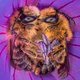 Prijs voor beste natuurfoto gaat naar twee wilde bijen die knus slapen in een bloem