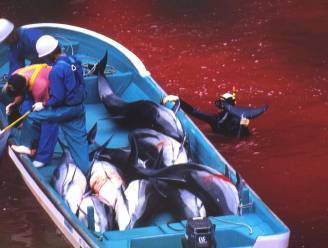 "Beruchte Japanse inham wordt dolfijnenpark"