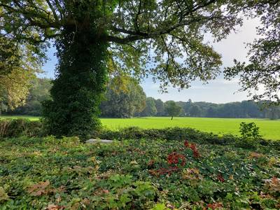 Vernatting Ulvenhoutse bos komt op gang: ‘Hier en daar zie je al herstel’