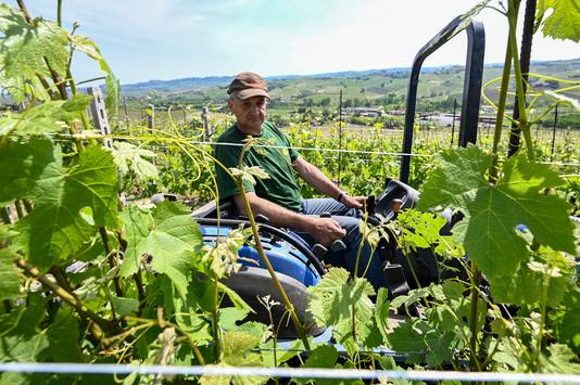 Een werknemer van een wijngaard in Barolo rijdt langs de wijnranken. 