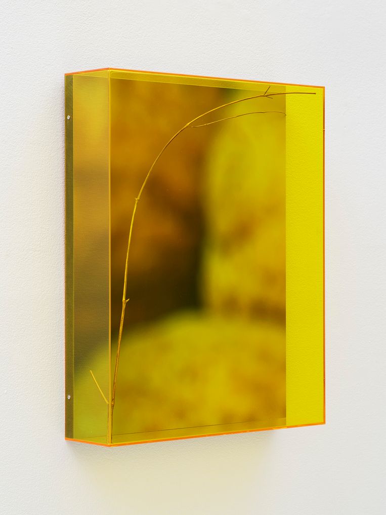 Noix, patch part 01 Beeld Saskia Noor van Imhoff