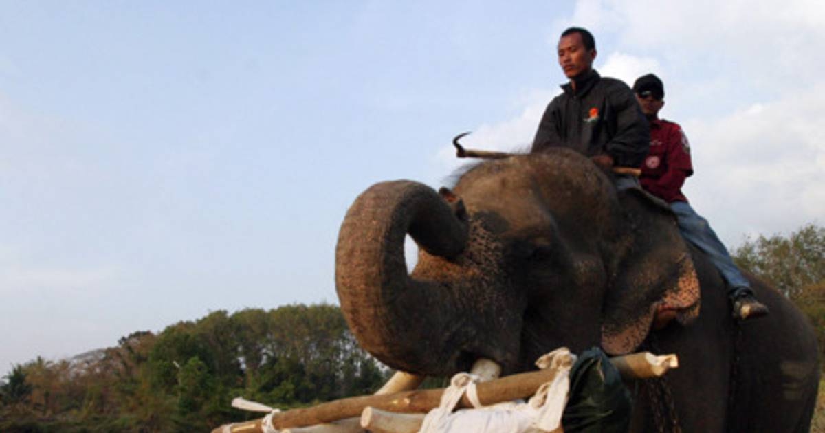 Les conducteurs d'éléphants en grève Insolite 7sur7.be