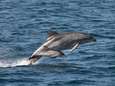 KIJK. Bijzonder: tientallen dolfijnen zwemmen mee met schip op de Noordzee