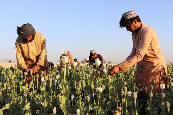 Boeren oogsten papaver in het Nad Ali-district van de provincie Helmand, Afghanistan. (01/04/22)