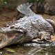Artis primeur: kunstmatige inseminatie krokodillensoort
