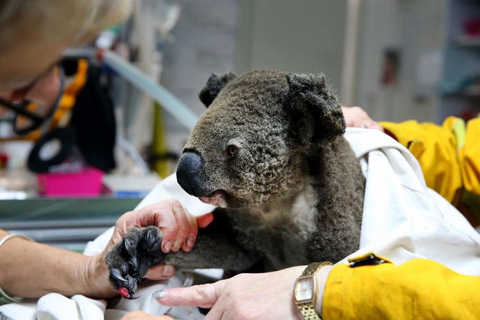 Een gewonde koala krijgt verzorging in het Port Macquarie Koala hospital.