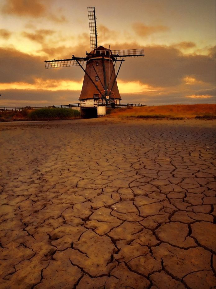 Extreme droogte bij de poldermolen op Texel waar normaliter volop water staat en vis zwemt, laat de bodem ‘barsten’.