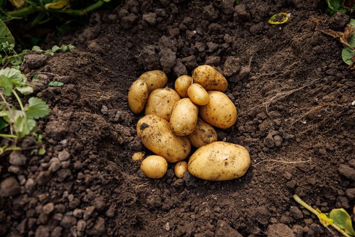 De nieuwe biologische aardappelsoorten moeten meer weerstand hebben tegen schimmelziekte Phytophthora.