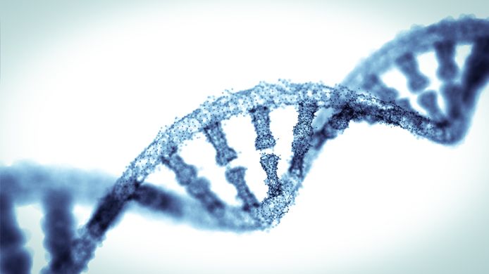 ADN (structure en double hélice)