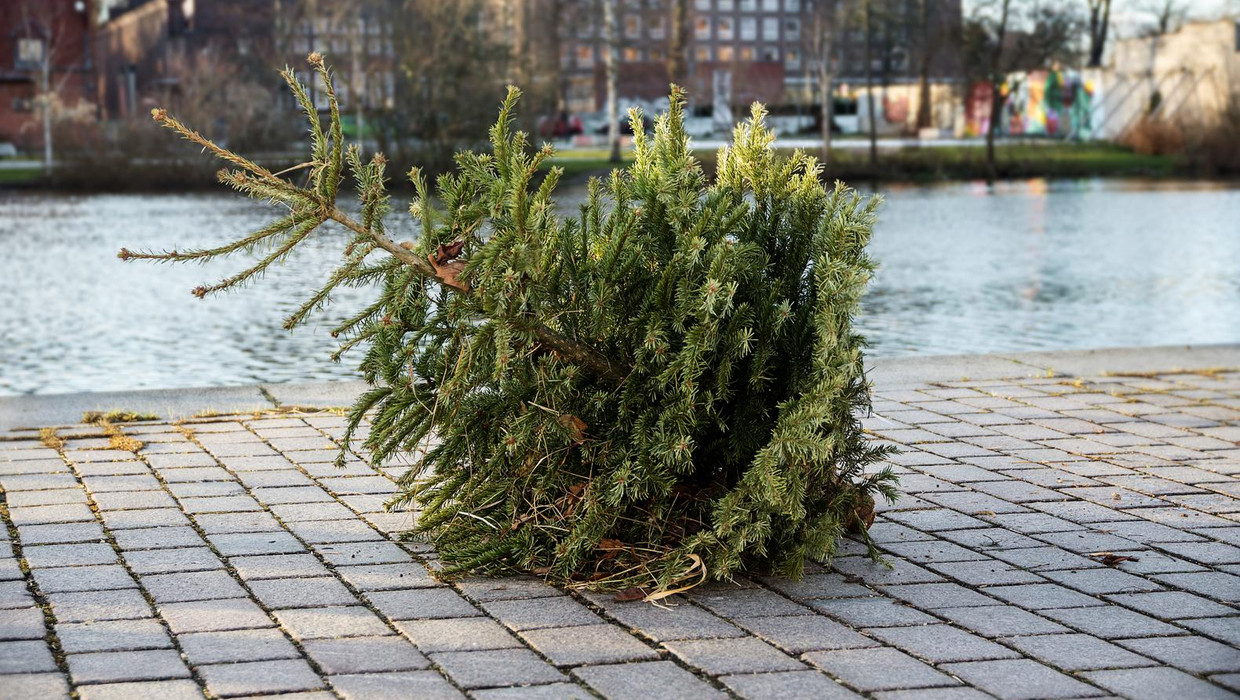 Waarom Zijn Die Kerstbomen Nog Niet Opgehaald Het Parool