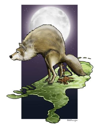 Precies zes maanden keutels aan de lopende band op de Veluwe: de wolf is officieel terug in ons land