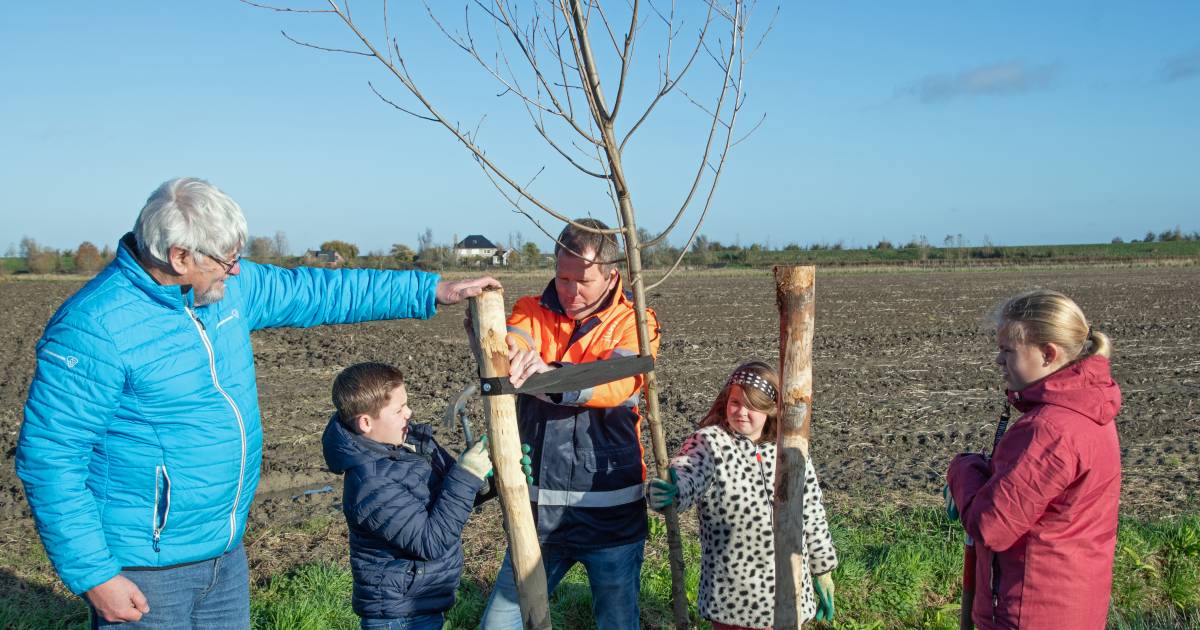 Waterschap wil meer bomen in Zeeland: ‘We proberen er alles aan te doen, maar dat valt niet mee’