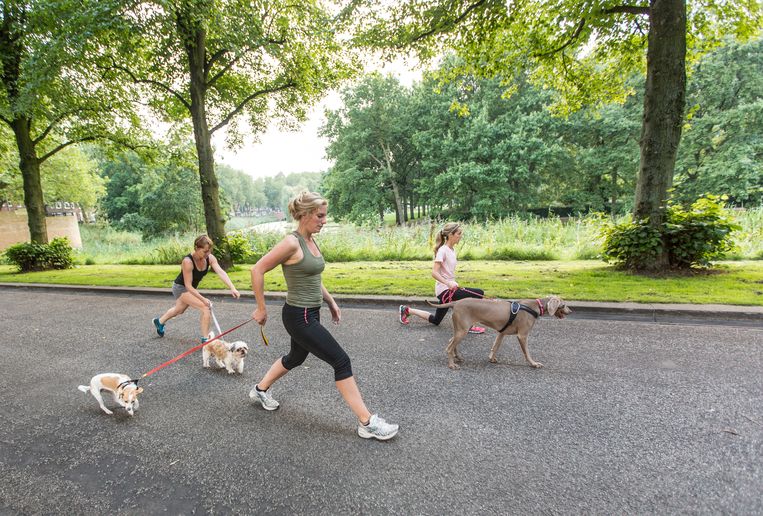 Eigenaren en honden trainen samen in het Erasmuspark. Beeld Eva Plevier