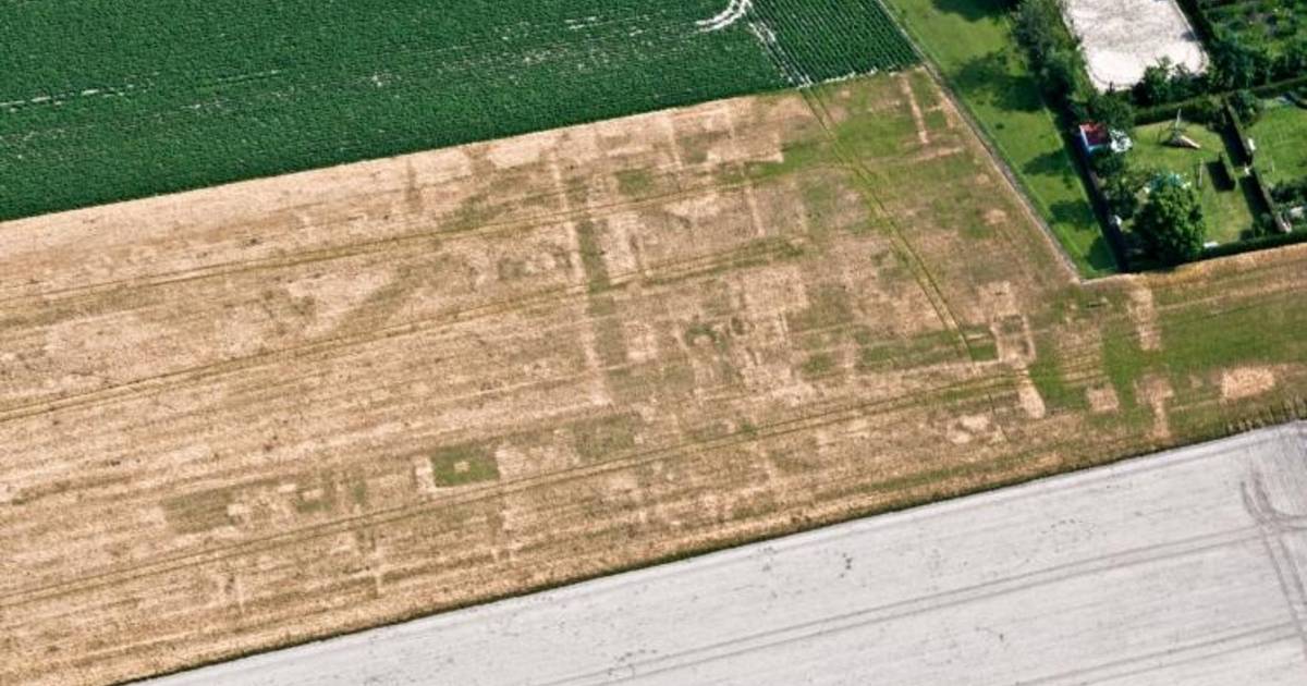 Contouren van verdwenen klooster Son tekenen zich af in het gerst | Schouwen-Duiveland