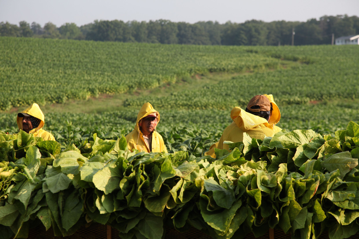 Plukkers aan de slag op een veld met tabaksplanten in het Amerikaanse Chatham.  Beeld AP