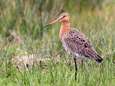 Vogelbescherming: Hoogste tijd voor landelijk onderzoek naar weidevogelbescherming<br><br>