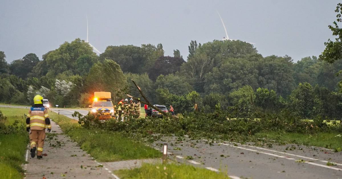Brandweer verwijdert boom van Rivierweg in Giesbeek | Zevenaar