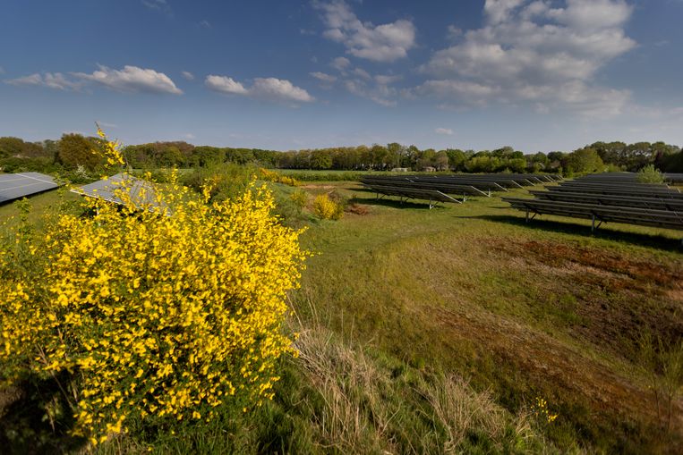 Solarpark de Kwekerij in Zeddam. Beeld Herman Engbers