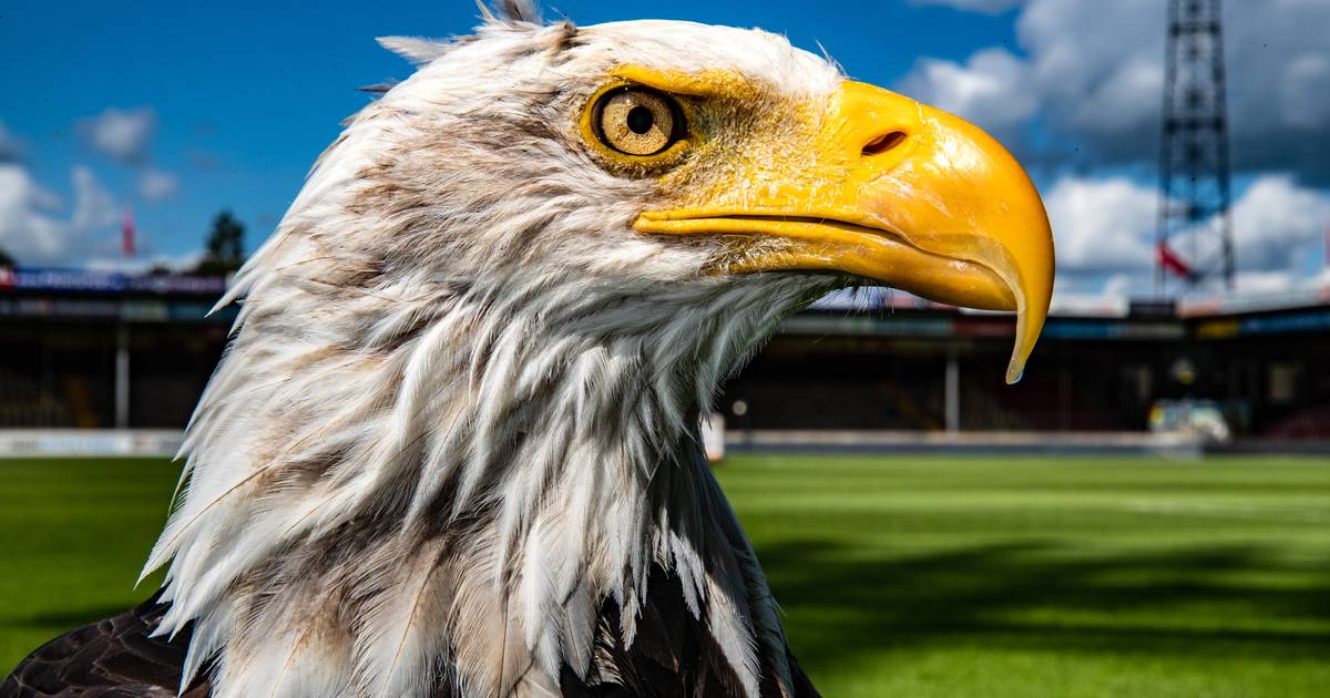 Hoe vogelgriep in Heeten ervoor zorgt dat de mascotte van Go Ahead Eagles Deventer niet meer in mag 