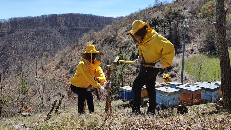 I volontari di Salviamo L'Orso costruiscono recinzioni attorno agli alveari dell'Appennino per tenere lontani gli orsi.  Statua di Pauline Walkenet