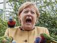 Angela Merkel mordue par un perroquet: cette photo fait le bonheur des internautes