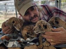 Il tue cinq tigres et tente de tuer un défenseur des droits des animaux, il passera 22 ans en prison