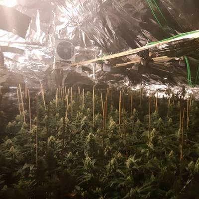 Agenten vinden 300 wietplanten in verschillende ruimtes van woning Milsbeek