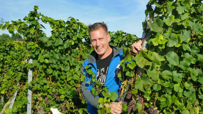 Met dank aan de warme zomer doen Zeeuwse wijnboeren een vreugdedansje: ‘2022 wordt een topjaar’