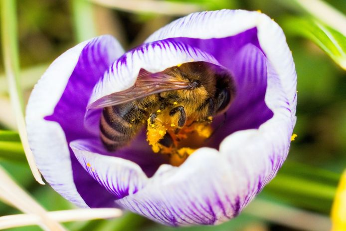 Een met stuifmeel bedekte bij kruipt over een krokus in het Duitse Ebing. Foto Nicolas Armer
