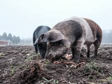 Deze varkens vinden buitenlucht eng