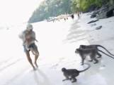 Hier die tas! Groep apen valt gezin aan op Thais strand