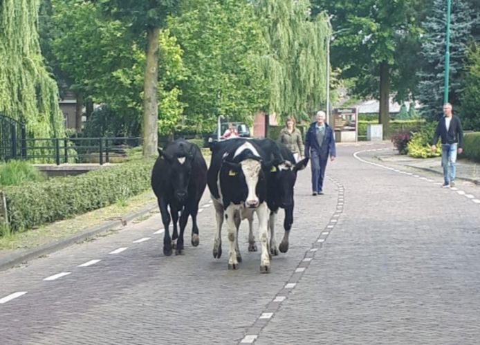 Koeien aan de wandel in Dongen.